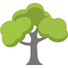 Magnolia Tree Trimming Service