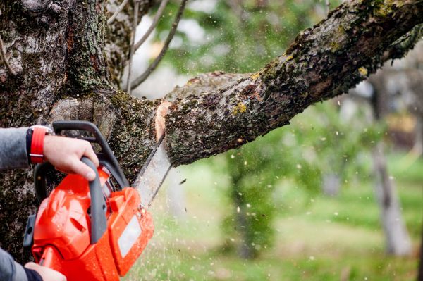 Tree Limbs Removal in Magnolia