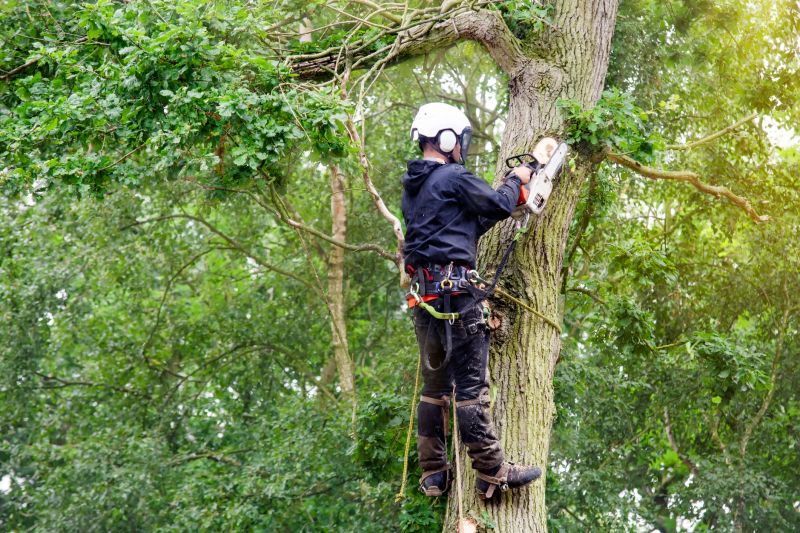 Certified Arborist at Work
