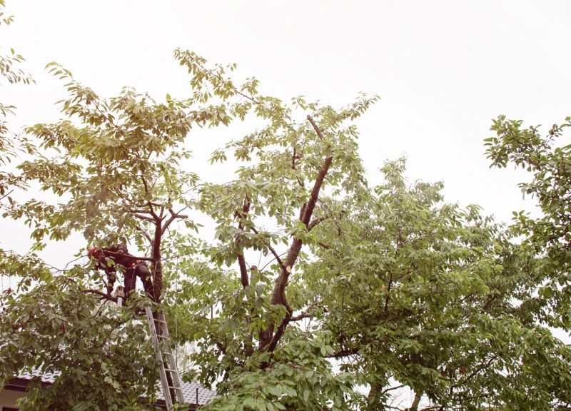 Healthy Tree After Trimming