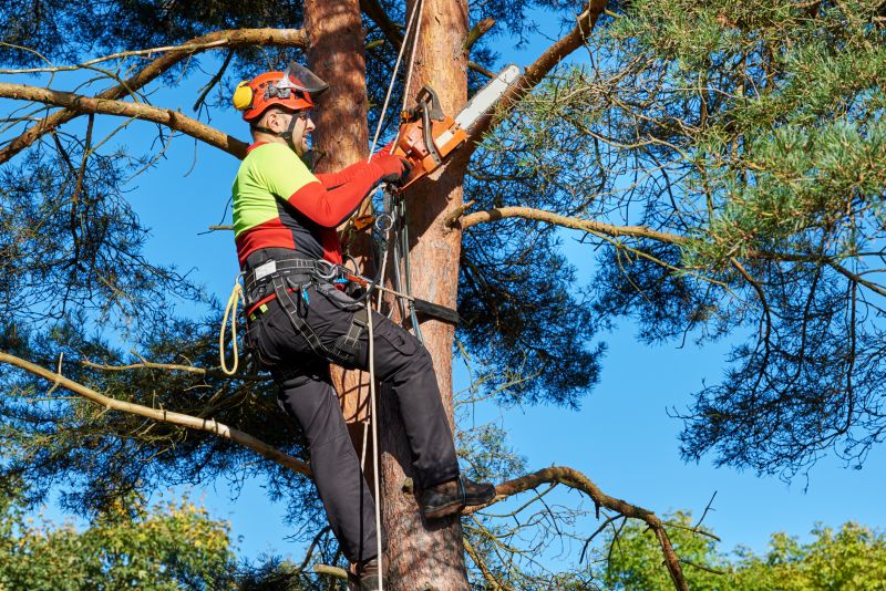 Specialized Tree Pruning Experts