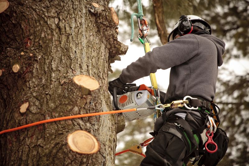 Emergency Tree Trimming Services