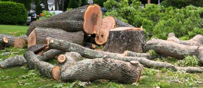 Tree Removal and Cleanup